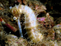   Seahorse Hippocampos Barbouri Very nice seahorse. About inches long. Seen one dive sites Anilao Batangas Philippines. long Philippines  